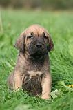 FILA BRASILEIRO 237